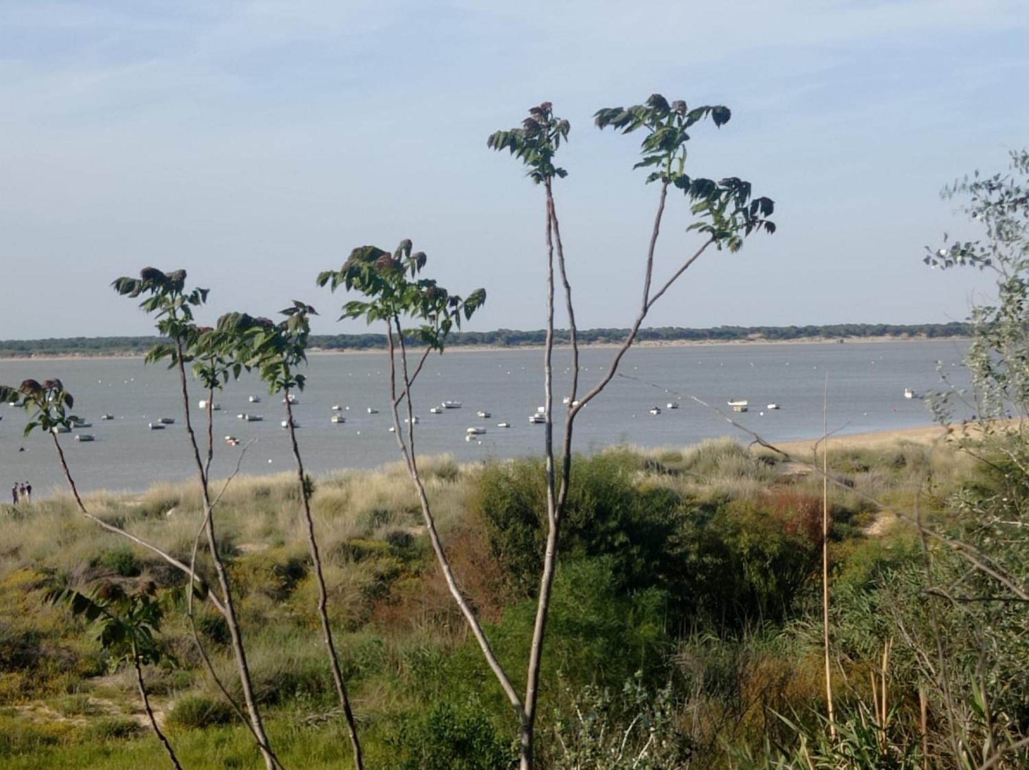 Apartamento Crucero 2, La Jara Sanlúcar de Barrameda Esterno foto